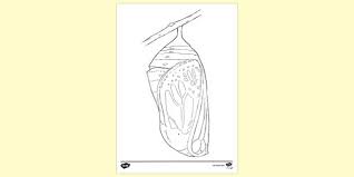 2) click on the coloring page image in the bottom half of the screen to make that frame active. Free Butterfly In Chrysalis Colouring Sheet Colouring Sheets