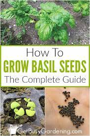 Growing Basil From Seed The Ultimate Guide Get Busy Gardening In 2021 Growing Basil Growing Herbs At Home Basil Plant