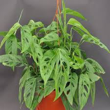 Monstera Adansonii Friedrichsthalii Steve S Leaves Plants Cheese Plant Philodendron Plant