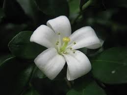 Image result for Murraya paniculata