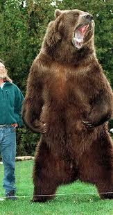 Xtra large 24 sherpa bear 1. Bart The Bear Biography Imdb