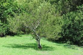 Image result for Searsia natalensis