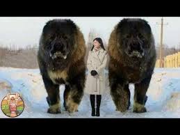 Hercules pesait alors 127 kilos, pour 95 cm au garrot. Top 50 Pop Francaise 2018 Youtube Le Plus Grand Chien Du Monde Grands Chiens Le Plus Grand Chien