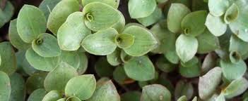 Wandering jew plant care tips. Callisia Speces Bolivian Jew Turtle Vine Chain Plant Inch Plant Callisia Repens