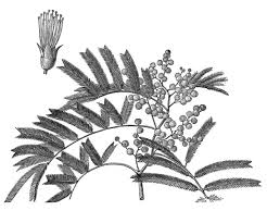 Image result for Acacia mearnsii
