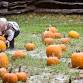 Island Farm Pumpkin Patch Saturdays - Island Farm, 1140 US-64 Event Image