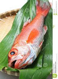 Seaperch De Blackthroat Seabass Rosado Peixe Alto Japones Da Classe Foto De Stock Imagem De Mineral Algas 52841386