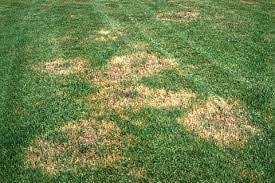 Powdery mildew has a dusty white appearance on grass and plants, while melting out fungus kills large areas of grass. Brown Patch Fungus Do You Have Weird Spots In Your Lawn Southern Exposure Lawn Treatment Lawn Care St Augustine Grass