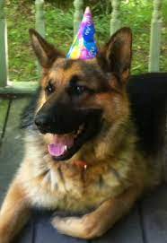 Happy Birthday Moses Beloved Dog German Shepherd Dogs German Shepherd