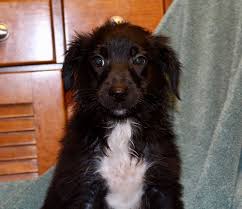 Lab puppies for adoption in nc. English Lab Puppies Nc The Y Guide
