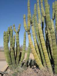 During even light rains, these plants the sharp spines that you see on cactus and some other plants help shade the plant from the sun, keeping it cool. Information On Organ Pipe Cactus Care