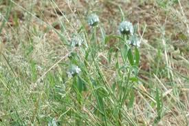 Image result for Acrotome inflata