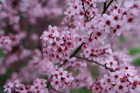 Plum Tree Blossoms Are So Beautiful I Grew Up With These In Our Front Yard Plum Flowers Blossom Trees Plum Tree