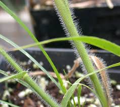 Image result for Panicum merkeri