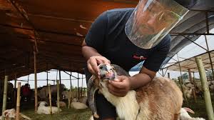Selamat datang di gambar abc salam selamat datang buat ayah bunda papa mama om tante. Umur Minimal Kambing Kurban Syarat Tata Cara Menyembelih Dan Doa