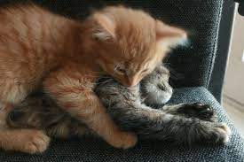  4 Mistakes You Re Making When Brushing Your Cat Cats Kitten Cuddle Cat Shedding