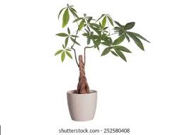 Image result for Malvaceae subfamily Bombacoideae