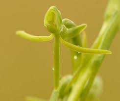 Image result for Habenaria filicornis
