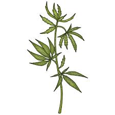 Image result for Cannabaceae