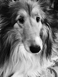 Black And White Sheltie 