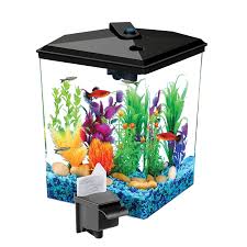 Best Filter For A Betta Fish Tank Aquarium That Betta Fish Betta Fish Tank Fresh Water Fish Tank