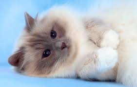 Birman Kittens For Sale Near Me Cute Birman Kitten Glossy Poster Picture Photo Cats Kitty Kitties Decor Wall Birman Kittens Beautiful Cats Cat Breeds Birman