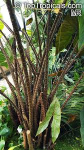 Image result for Disperis johnstonii