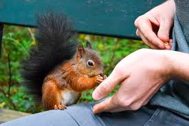 Image result for SQUIRRELS OUTSIDE BIRD NEST