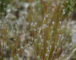 Image result for Schizachyrium brevifolium