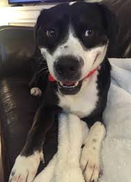 Adopting a pet is an extremely rewarding decision, and we're here to help you pick out the perfect furry family member. Rehome A Pet Dog Cat In Canton Oh