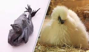 The cemani is a very popular gamecock for cockfighting in bali. Black Chicken Is Being Sold To Consumers At Inflated Prices Claims Farmer Express Co Uk