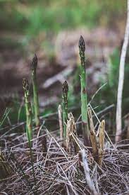 Grilled Honey Asparagus Fresh From The Garden Petalbackfarm Com Recipe In 2020 Flower Essences Asparagus Asparagus Seasoning