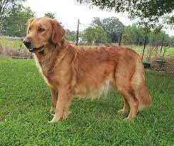 We begin training puppies at 4 weeks old. What Does A Golden Retriever Look Like Quora