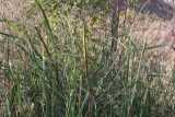 Image result for Typha capensis