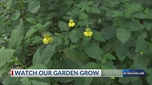 Watch Our Garden Grow: Mums and bee sting remedies