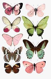 Just open the app and select photos from your phone, facebook, instagram and more. Butterfly Moth Insect Paper Printing Free Download Butterflies To Print Hd Png Download Transparent Png Image Pngitem