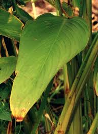 Image result for Thalia geniculata