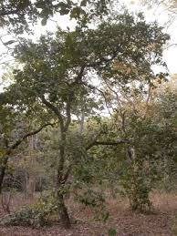 Image result for Maranthes