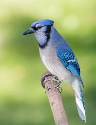 November Bird Of The Month Our November Bird Of The Month Is The Blue Jay They Are Very Intelligent And Belong To The Crow And Raven Family Bird Wild Birds Blue Jay