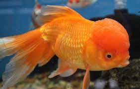 Maybe you would like to learn more about one of these? Pin On Exotic Fish