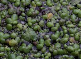 Image result for Wolffia arrhiza