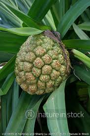 Image result for Pandanus odoratissimus