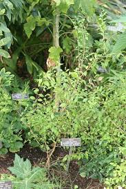 How To Grow Henna Plants Henna Tree Henna Plant