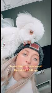 #puppytiktok #maltipoo #puppy