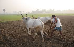 Image result for wikimedia commons small farmer