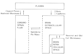 Stimmt es dass die noch nicht voll entwickelte blut hirn schranke bei neugeborenen das impfen in diesem alter gefahrlich macht. Https Edoc Ub Uni Muenchen De 5404 1 Brenner Peter Pdf