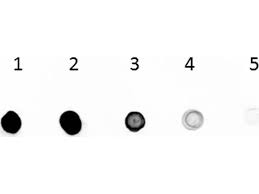 Anti chicken igg (h&l) dylight 680. Anti Goat Secondary Antibodies Www Antibodies Online Com