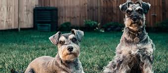 They are highly trainable, but they need an owner who isn't a pushover. The Miniature Schnauzer A Small Dog With A Big Attitude Mondou
