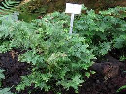 Image result for Selaginella chevalieri