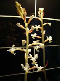 However, direct sunlight has a negative effect on the plant. Jewel Orchid Ludisia Discolor Guide Our House Plants